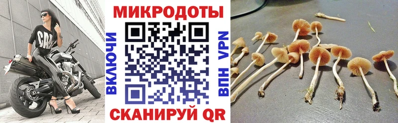 Галлюциногенные грибы Cubensis  Гудермес 